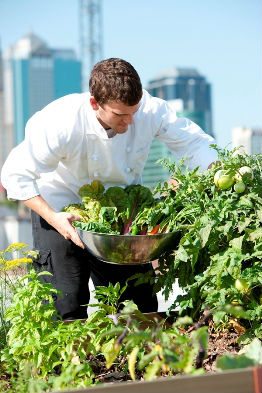 Chef Harvests Homegrown Herbs and Vegetables Urban Restaurant Rooftop Garden